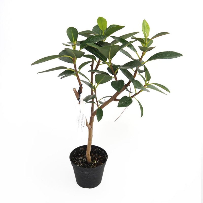 フィカス 斑入り ベンジャミン 【観葉植物 6号／1個売り】｜ 【植物の