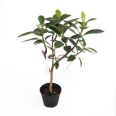 フランスゴム 【観葉植物 3.5号】|観葉植物