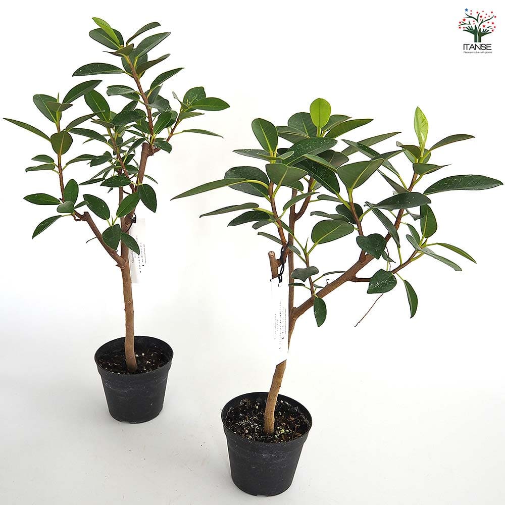 フランスゴム（サンプル） 【公式通販】