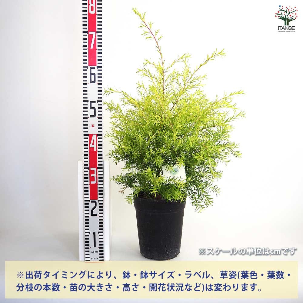 メラレウカ レボリューションゴールド 【花木苗 6号／1個売り