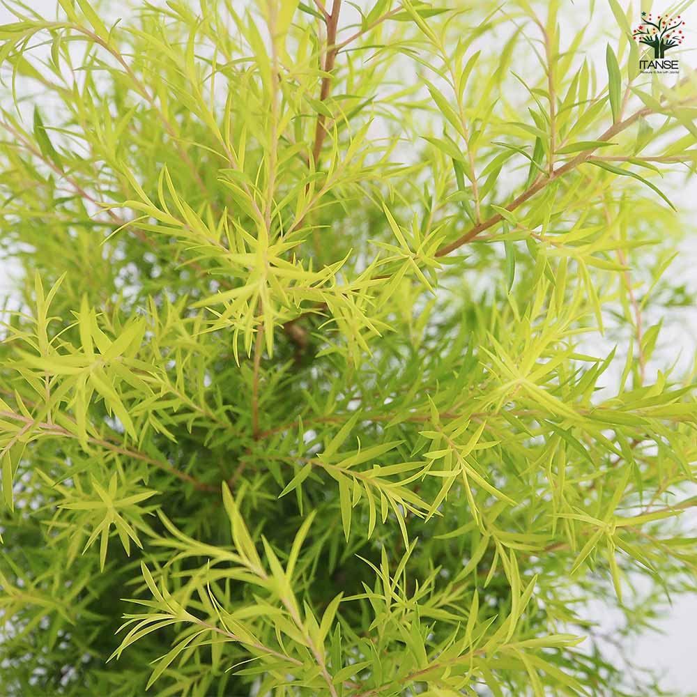 メラレウカ レボリューションゴールド 【花木苗 6号／1個売り