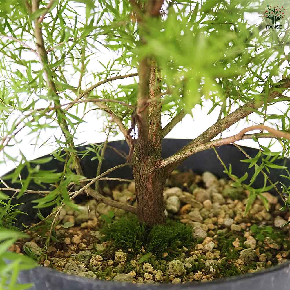 メラレウカ レボリューションゴールド 【花木苗 6号／1個売り