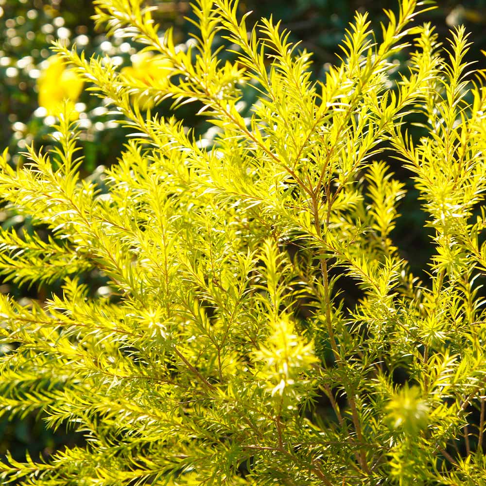 メラレウカ レボリューションゴールド 【花木苗 6号／1個売り