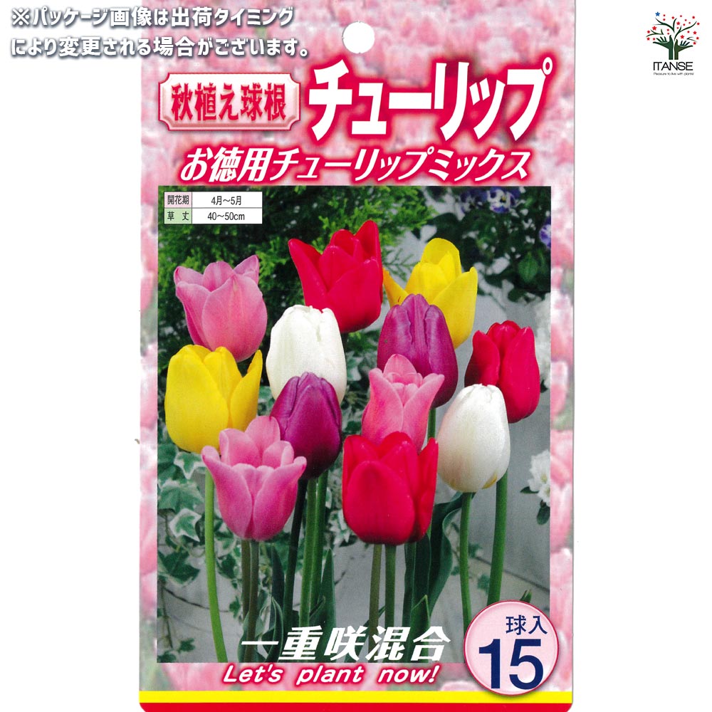 球根 一重咲きチューリップ混合 【花球根 15球入】｜ 【植物の