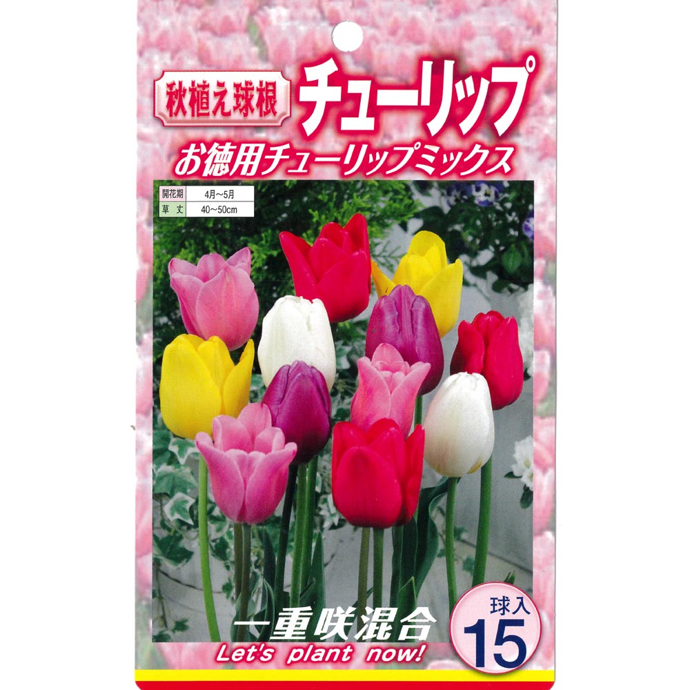 球根 一重咲きチューリップ混合 【花球根 15球入】