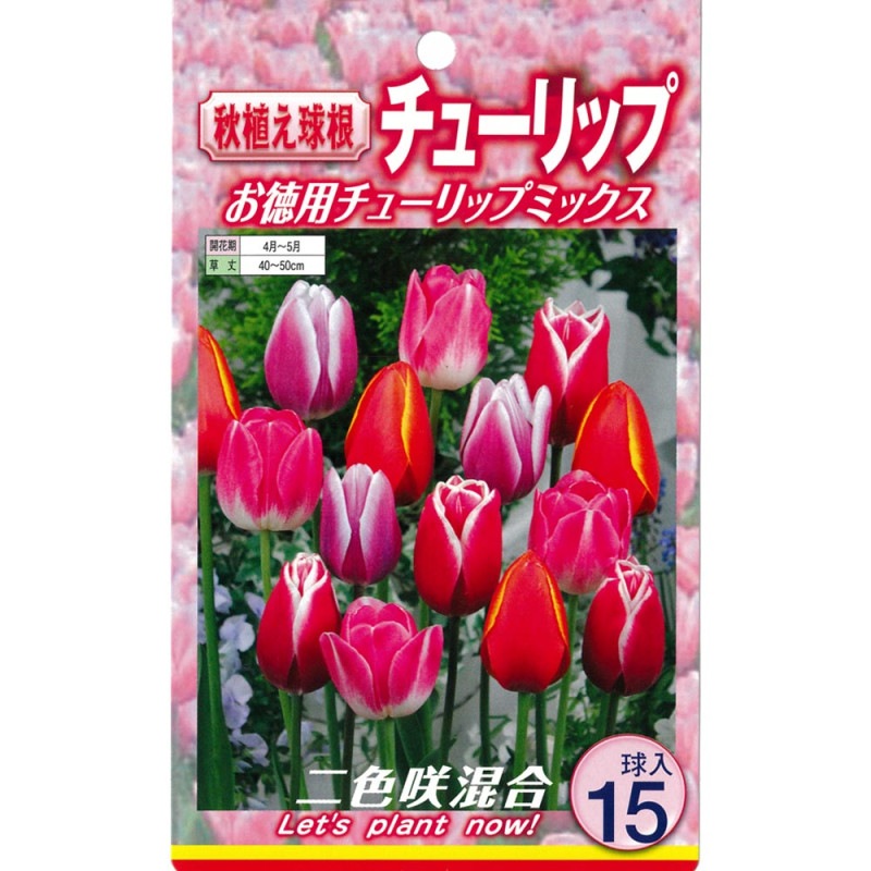 セダム「パープルヘイズ」粒が数個必ず取れます お花も終わり 現品