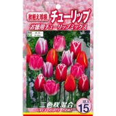 球根 二色咲きチューリップ混合 【花球根 15球入】|花球根|球根類