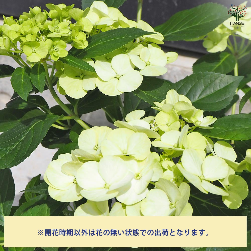アジサイ ラグランジア 4品種 【花木苗 3.5号】｜ 【植物の