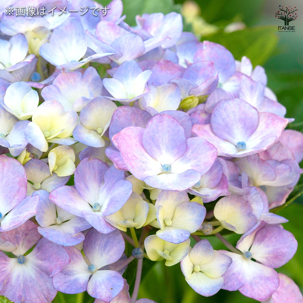 アジサイ ラグランジア 4品種 【花木苗 3.5号】｜ 【植物の