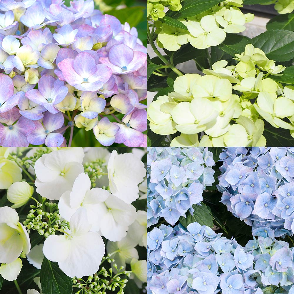 アジサイ ラグランジア 4品種 【花木苗 3.5号】｜ 【植物の