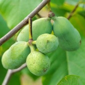 ポポーの苗木 品種不明 接木 【果樹の苗木 5号／1個売り】|果樹苗
