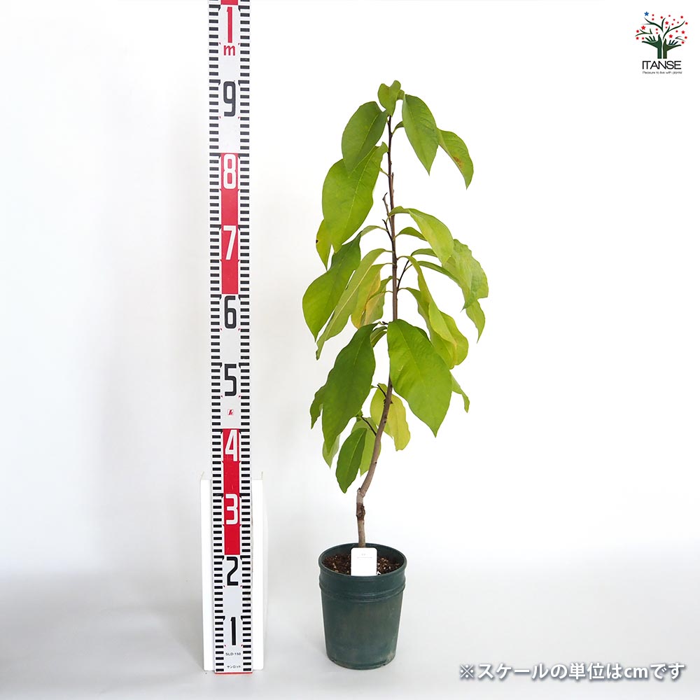 ポポーの苗木 品種不明 接木 【果樹の苗木 5号／1個売り】｜ 【植物の