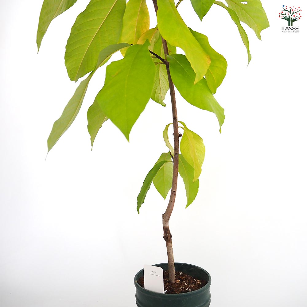 ポポーの苗木 品種不明 接木 【果樹の苗木 5号／1個売り】｜ 【植物の