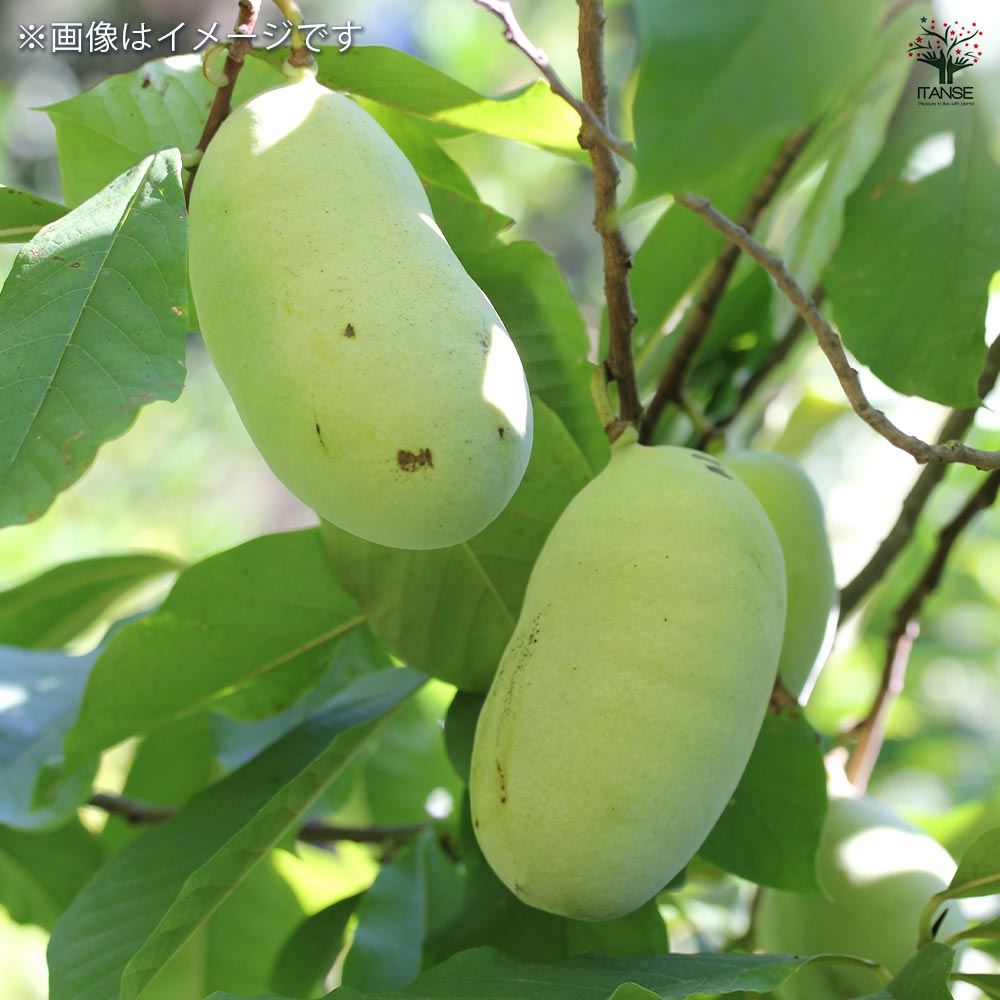 ポポーの苗木 品種不明 接木 【果樹の苗木 5号／1個売り】｜ 【植物の