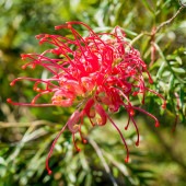 グレビレア ロビンゴードン 【花木苗 6号／1個売り】|植木・花木