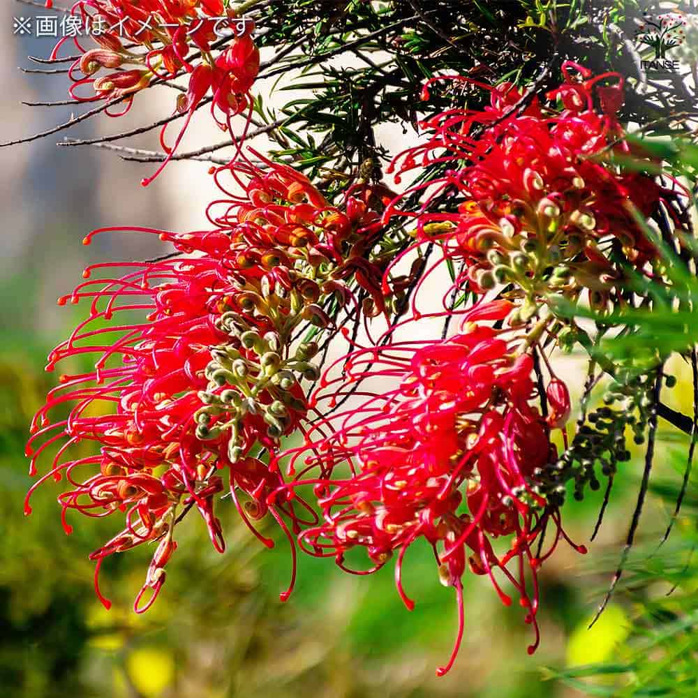 グレビレア ロビンゴードン 【花木苗 6号／1個売り】｜ 【植物の