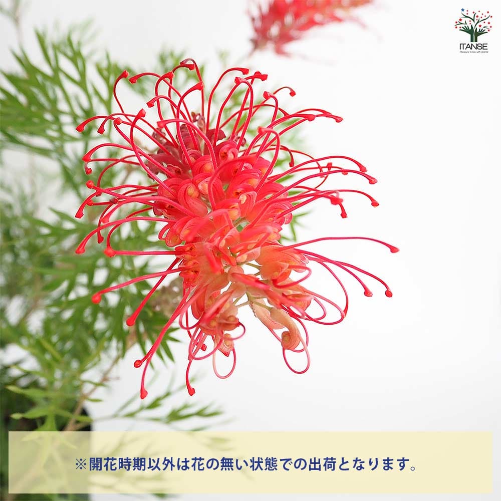 グレビレア ロビンゴードン 【花木苗 6号／1個売り】｜ 【植物の