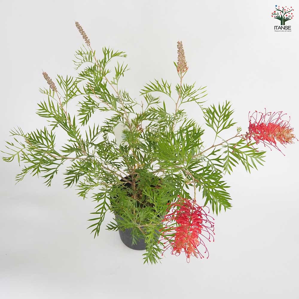 グレビレア ロビンゴードン 【花木苗 6号／1個売り】｜ 【植物の