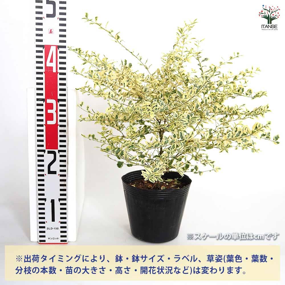 プリペット カスタードリップル 【花木苗 5号／1個売り】｜ 【植物のＩＴＡＮＳＥ】全品送料無料・即出荷!