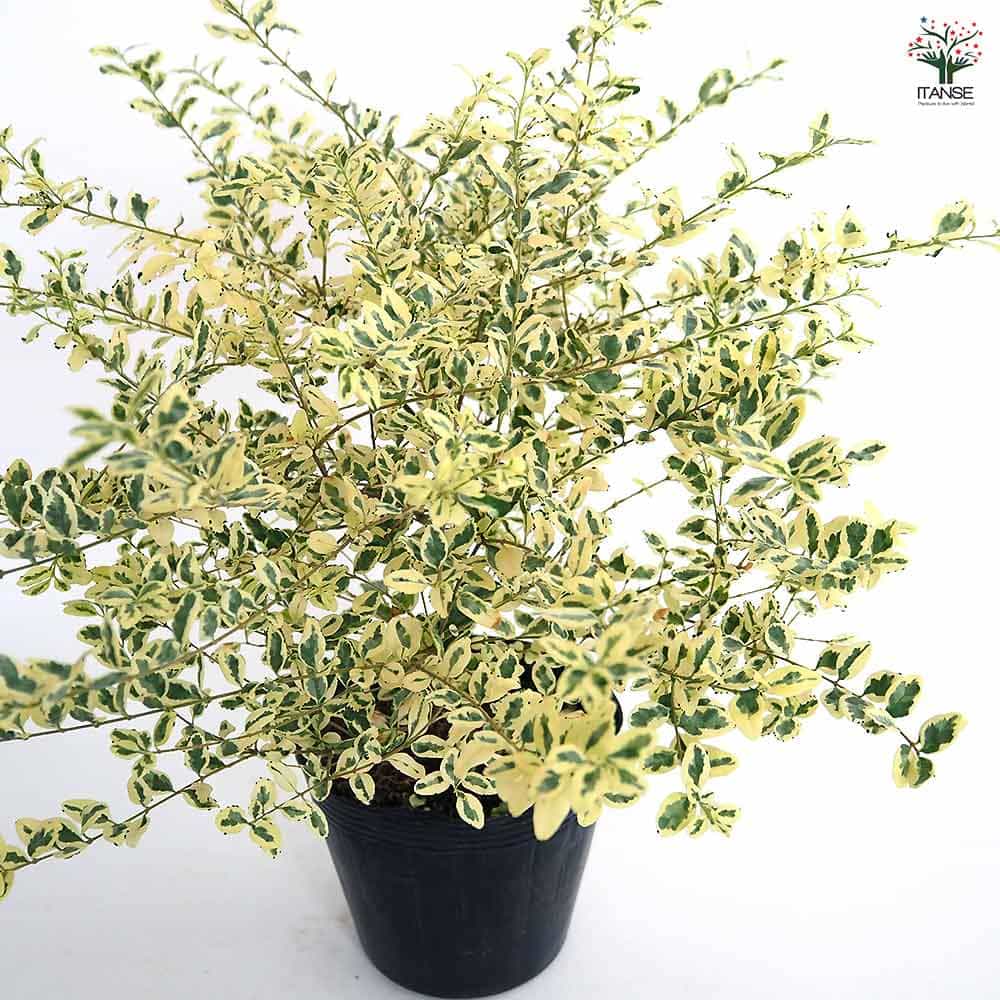 プリペット カスタードリップル 【花木苗 5号／1個売り】｜ 【植物のＩＴＡＮＳＥ】全品送料無料・即出荷!