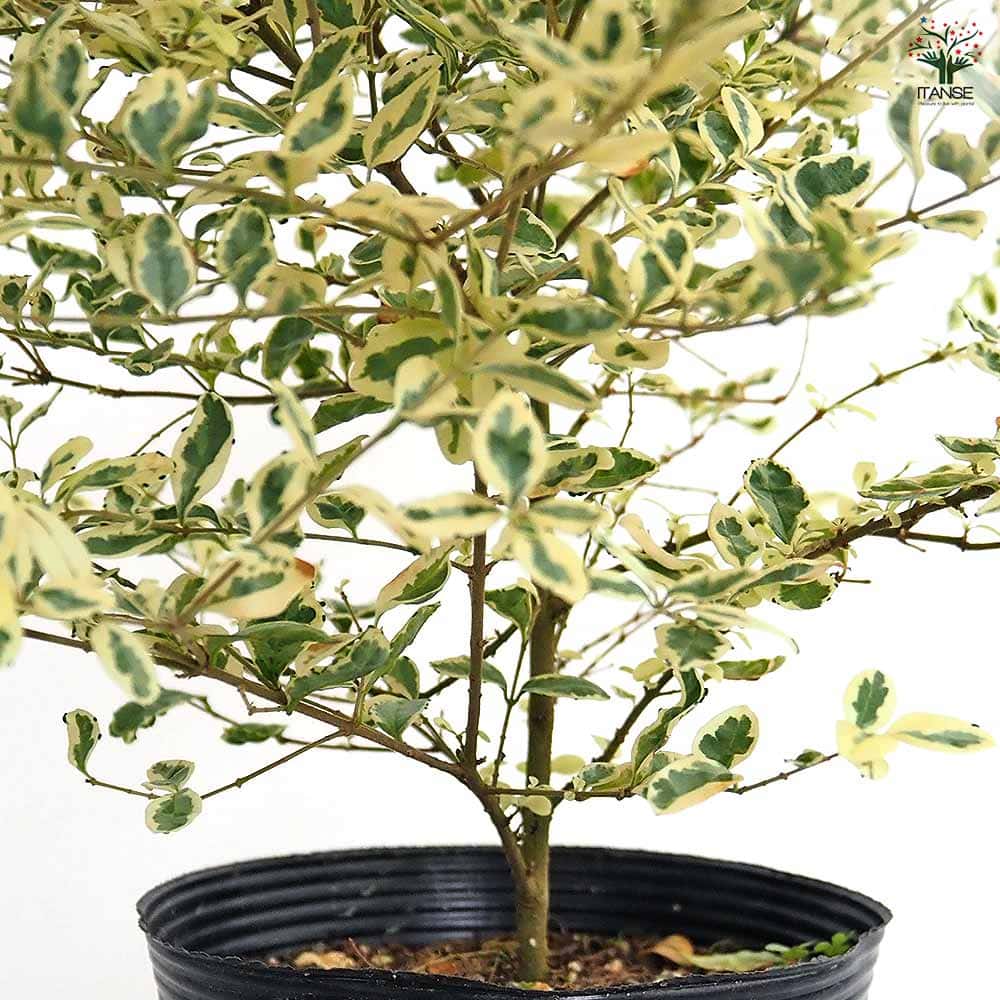 プリペット カスタードリップル 【花木苗 5号／1個売り】｜ 【植物のＩＴＡＮＳＥ】全品送料無料・即出荷!