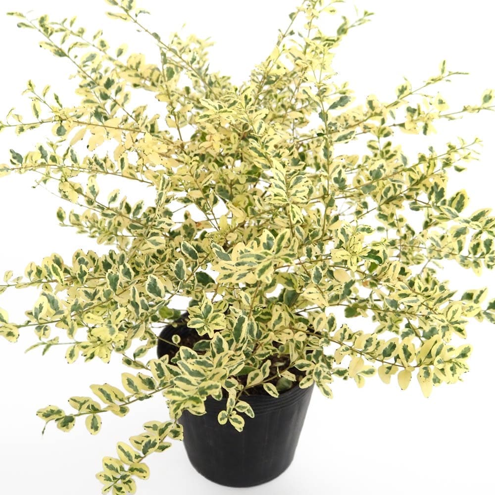 プリペット カスタードリップル 【花木苗 5号／1個売り】