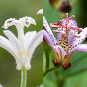 ホトトギス 2品種セット(白花 ダルマ)【花苗 3号】|花苗