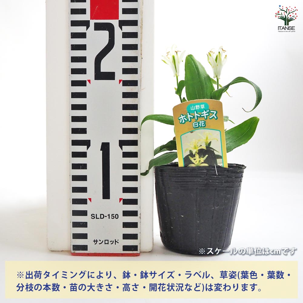 ホトトギス 2品種セット(白花 ダルマ)【花苗 3号】｜ 【植物の