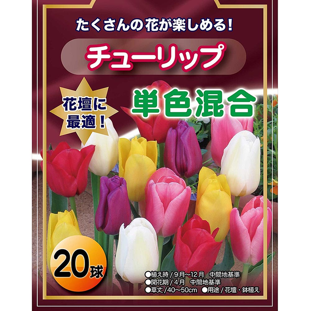 花球根 チューリップ 袋詰め 単色混合 【花球根 20球】