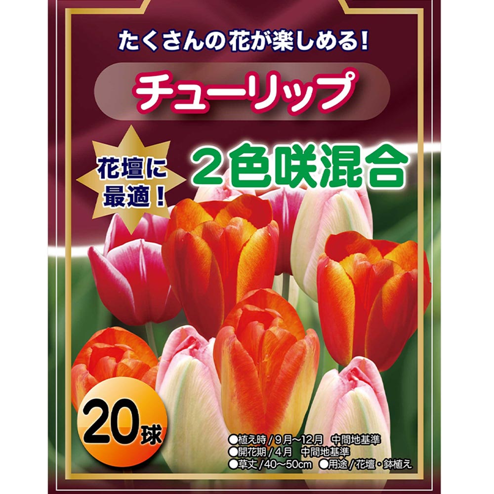 花球根 チューリップ 袋詰め 二色咲き混合 【花球根 20球】