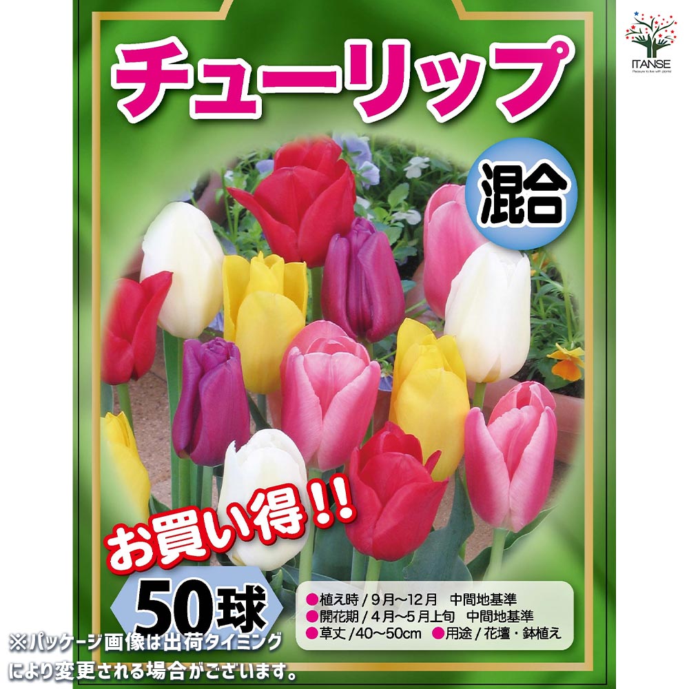 花球根 チューリップ 袋詰め 徳用混合 【花球根 50球】｜ 【植物の