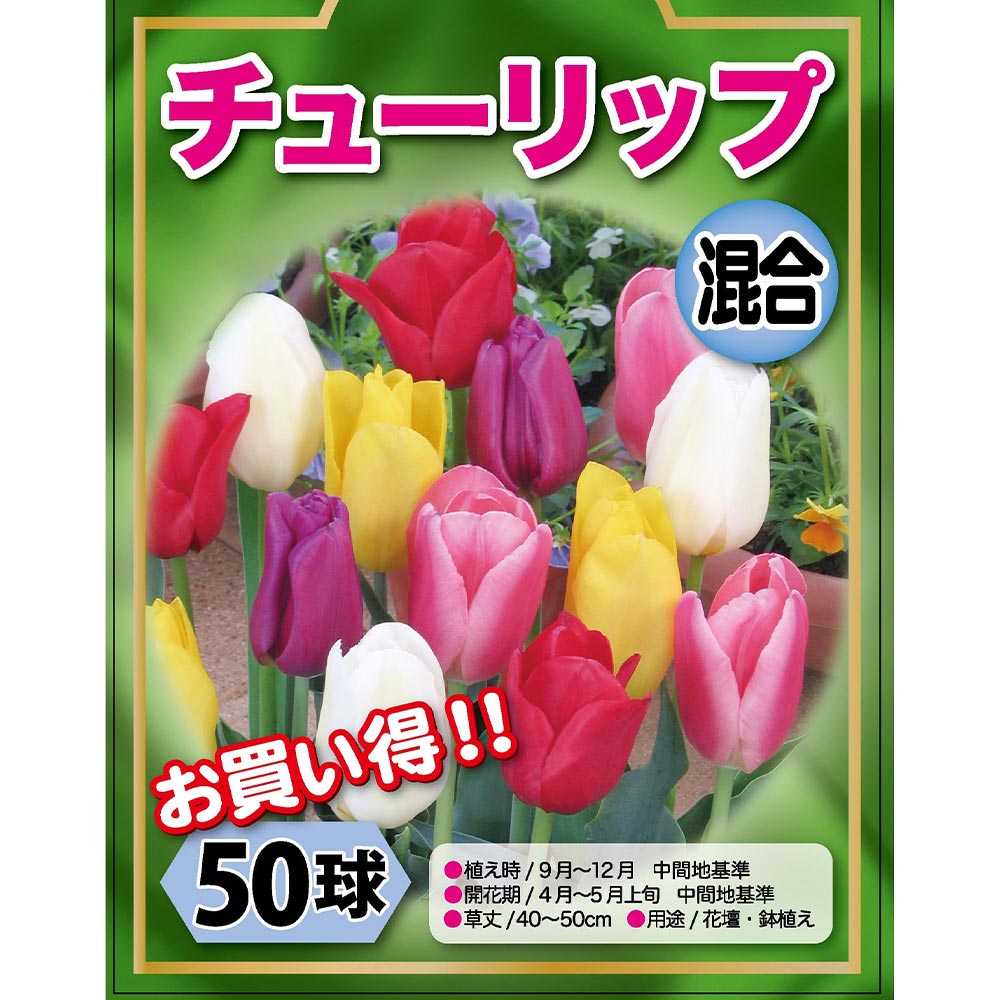 花球根 チューリップ 袋詰め 徳用混合 【花球根 50球】