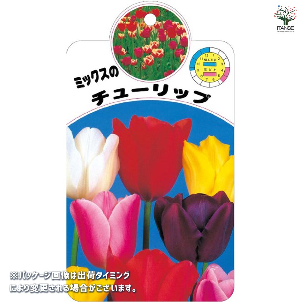 花球根 チューリップ 袋詰め 徳用混合 【花球根 100球】｜ 【植物の