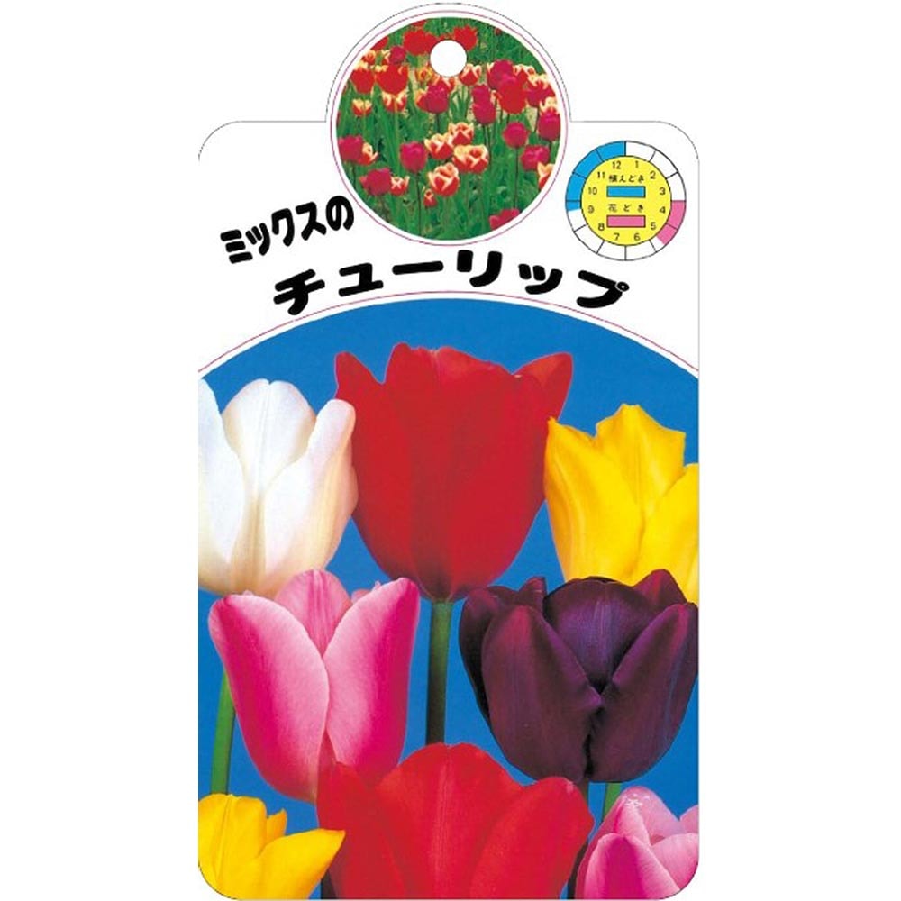 花球根 チューリップ 袋詰め 徳用混合 【花球根 100球】