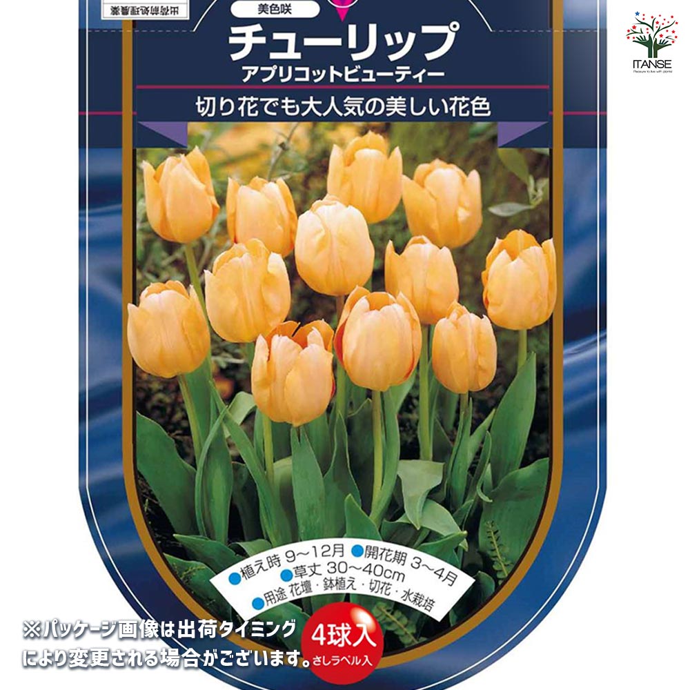 花球根 チューリップ 一重咲き アプリコットビューティー 【花球根 4球