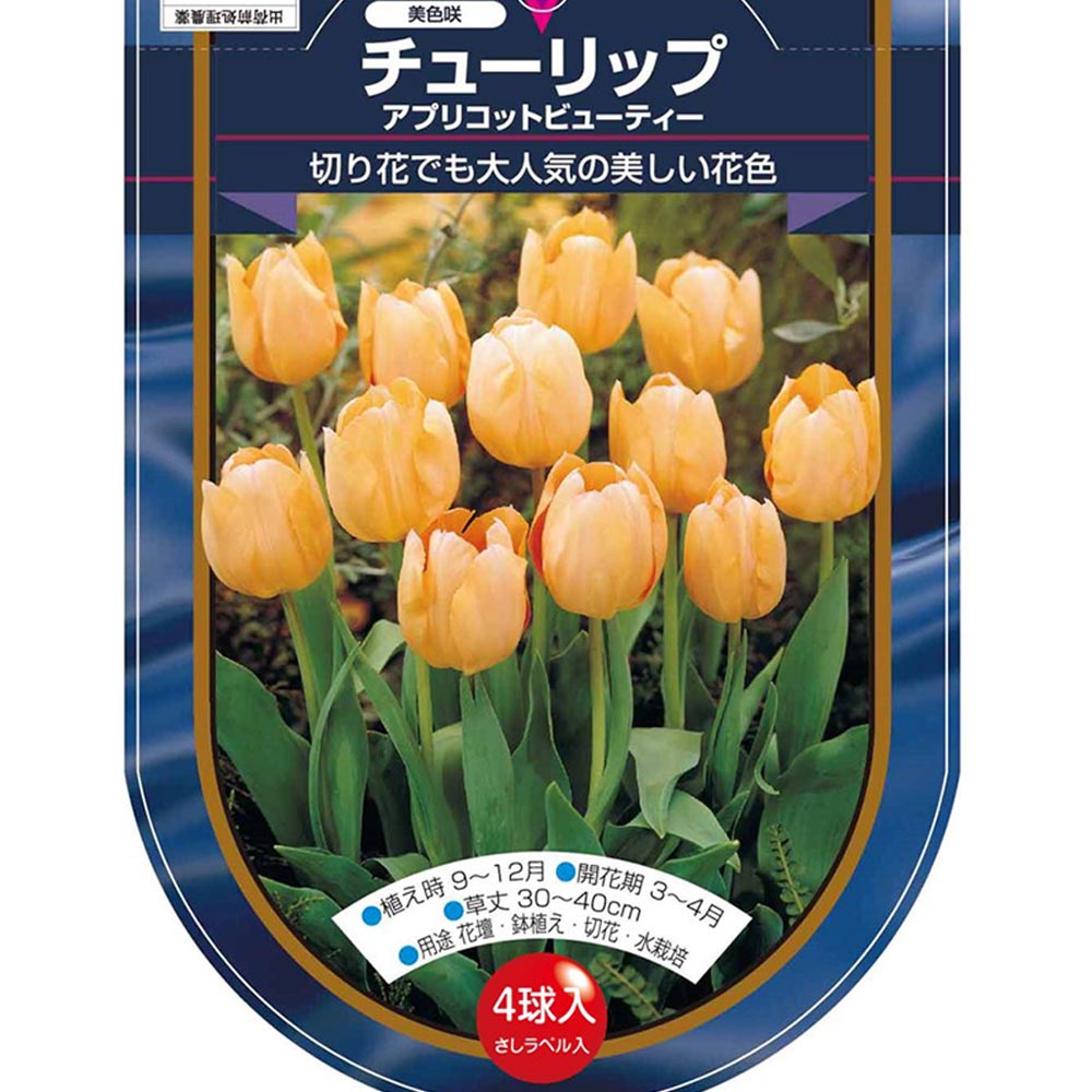 花球根 チューリップ 一重咲き アプリコットビューティー 【花球根 4球