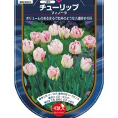 花球根 チューリップ 八重咲き フィノーラ 【花球根 4球】|花球根|球根類
