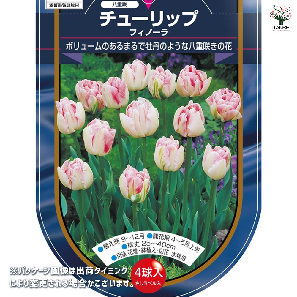 花球根 チューリップ 八重咲き フィノーラ 【花球根 4球】｜ 【植物の