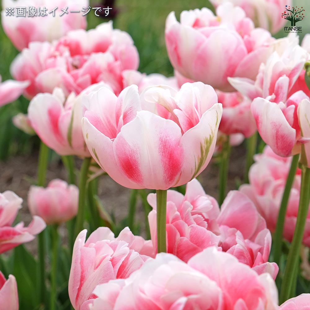 花球根 チューリップ 八重咲き フィノーラ 【花球根 4球】｜ 【植物の