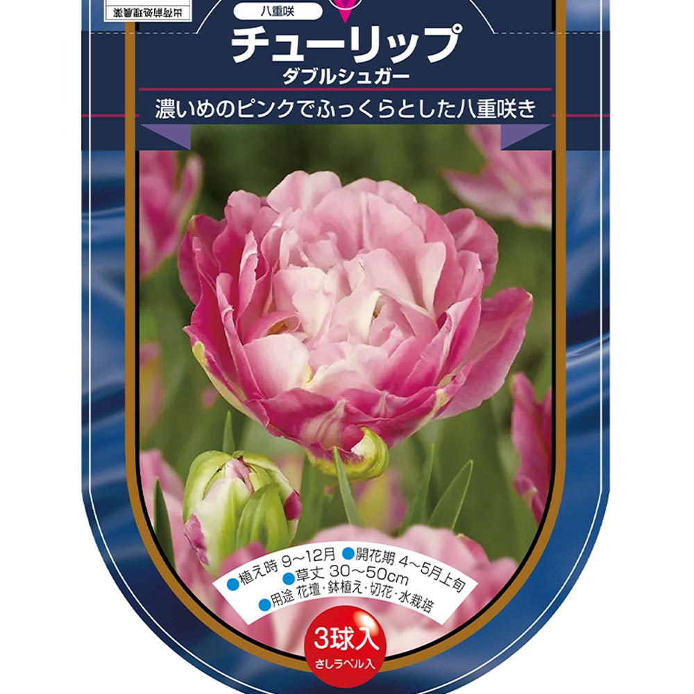 地球花 花球根 チューリップ 八重咲き ダブルシュガー 【花球根 3球