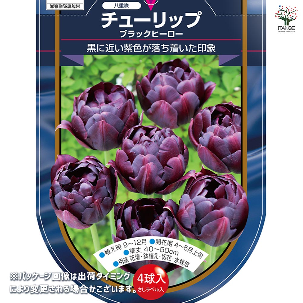 花球根 チューリップ 八重咲き ブラックヒーロー 【花球根 4球