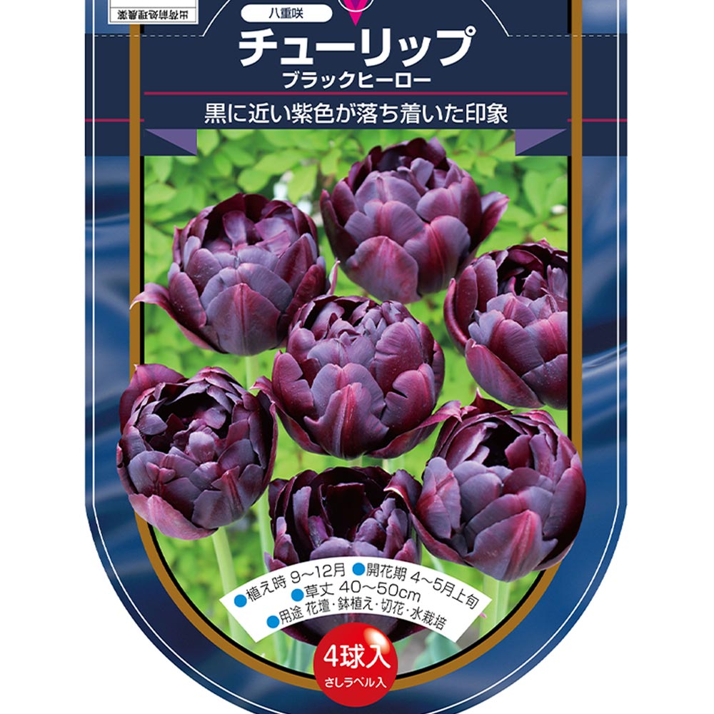 花球根 チューリップ 八重咲き ブラックヒーロー 【花球根 4球