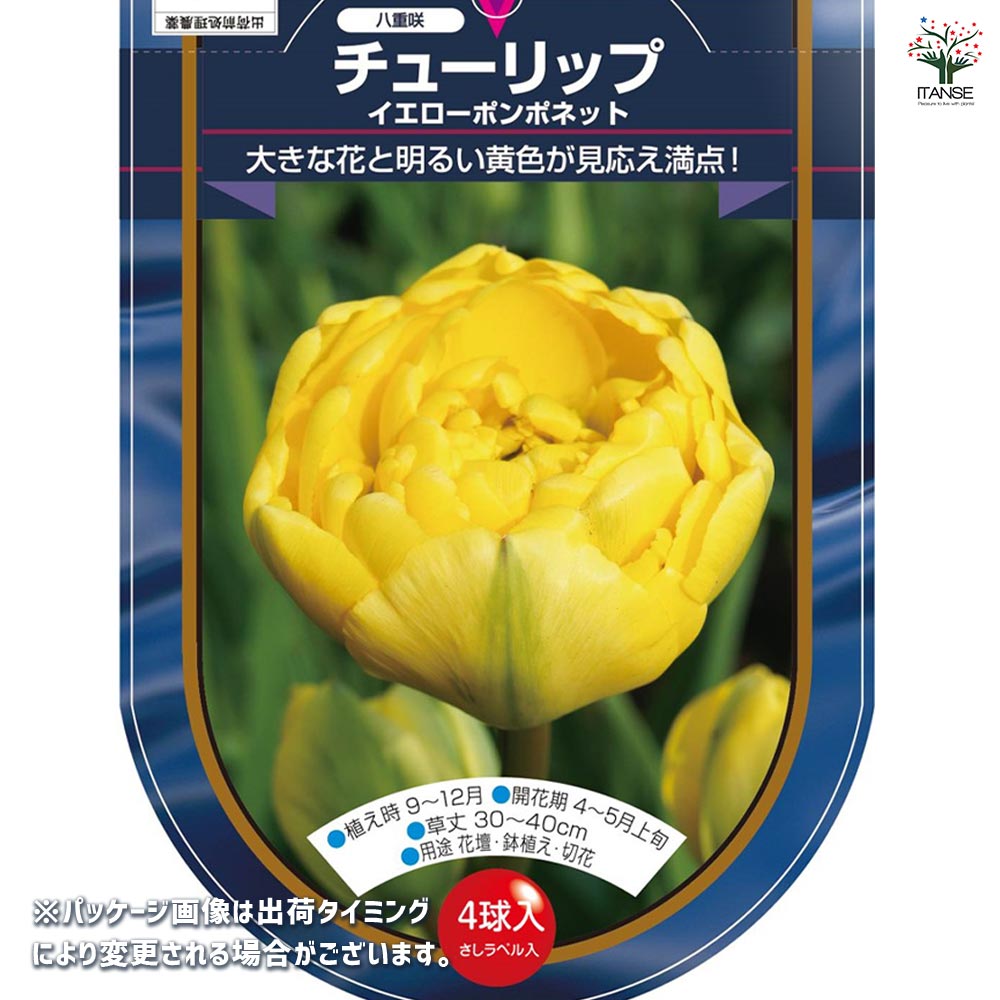 花球根 チューリップ 八重咲き イエローポンポネット 【花球根 4球