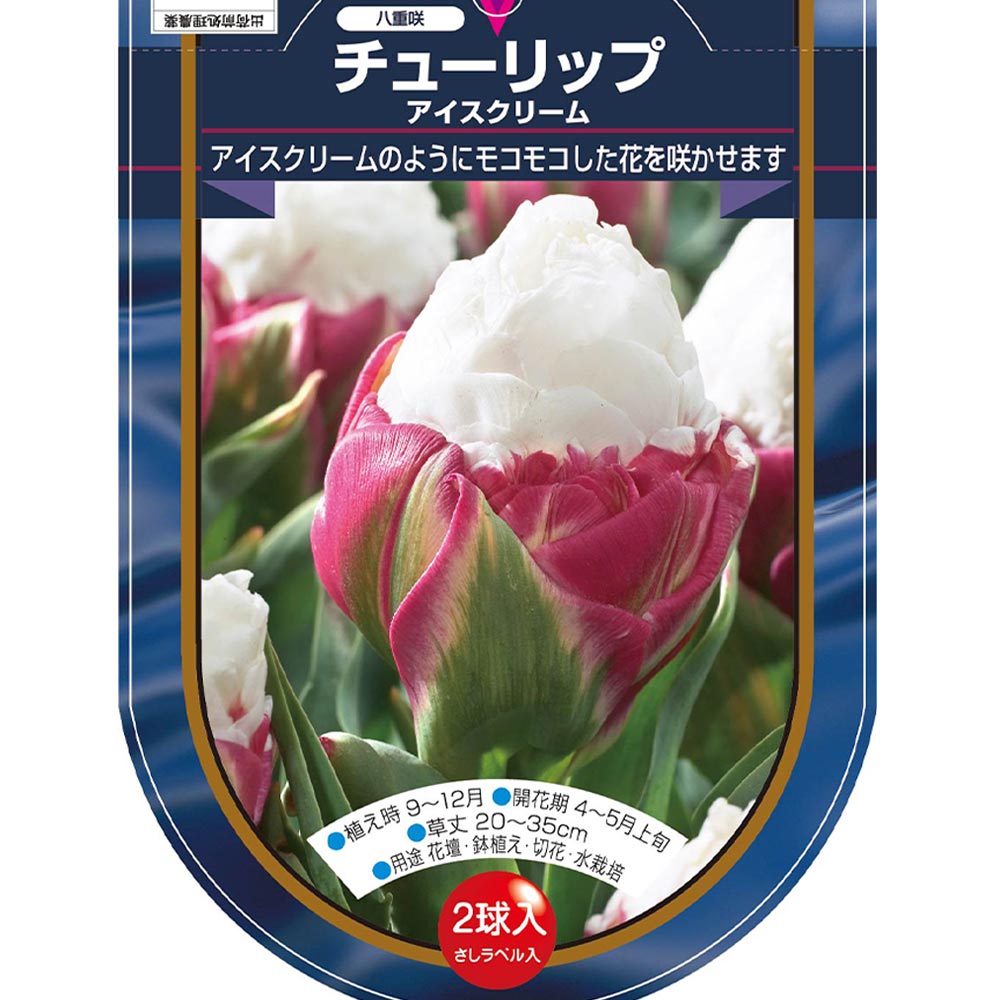 花球根 チューリップ 八重咲き アイスクリーム 【花球根 2球】