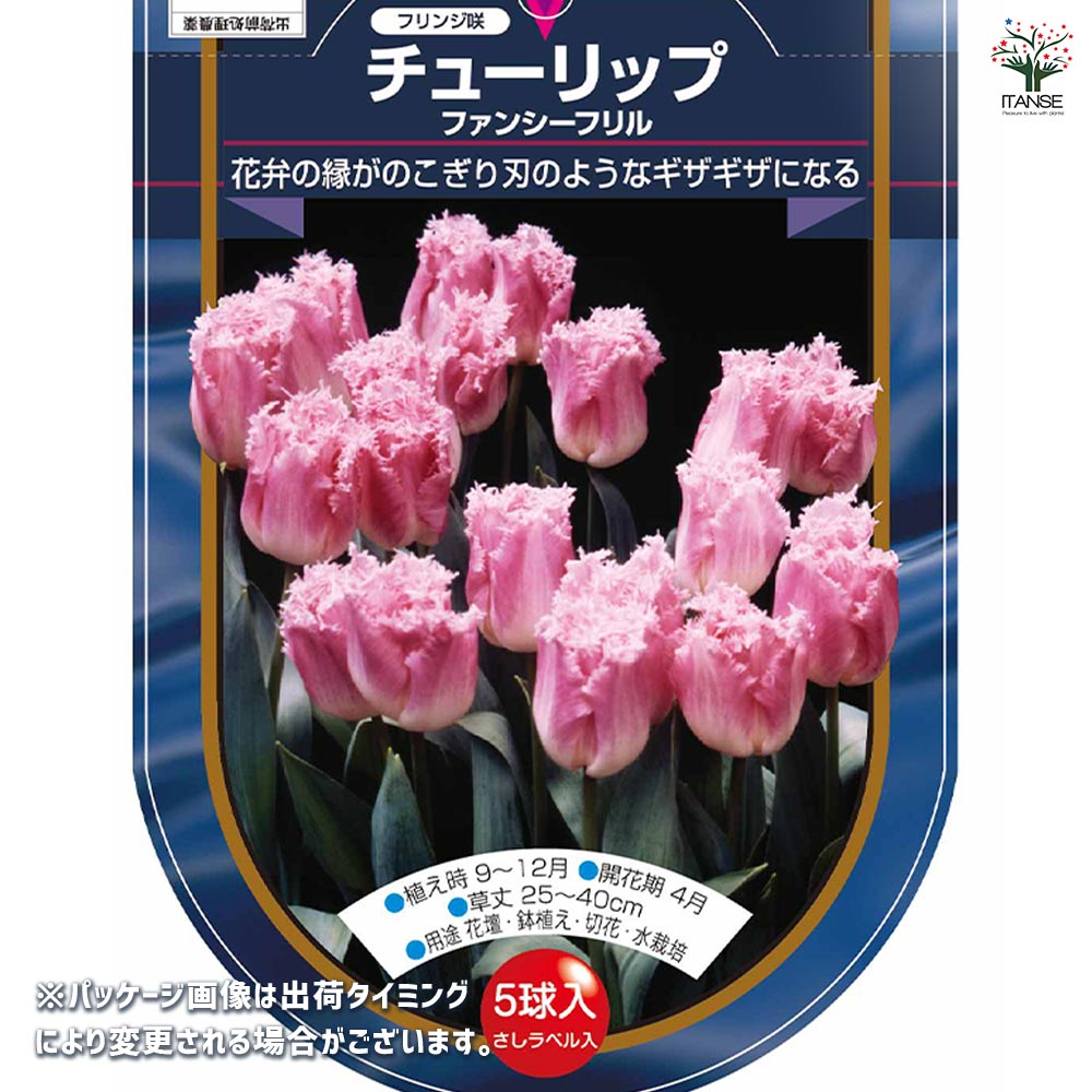 花球根 チューリップ フリンジ咲き ファンシーフリル 【花球根 5球
