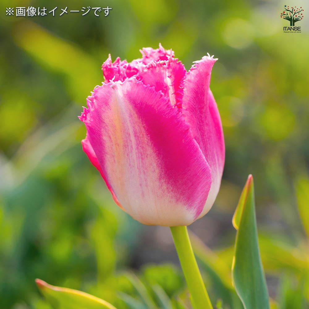 花球根 チューリップ フリンジ咲き ファンシーフリル 【花球根 5球