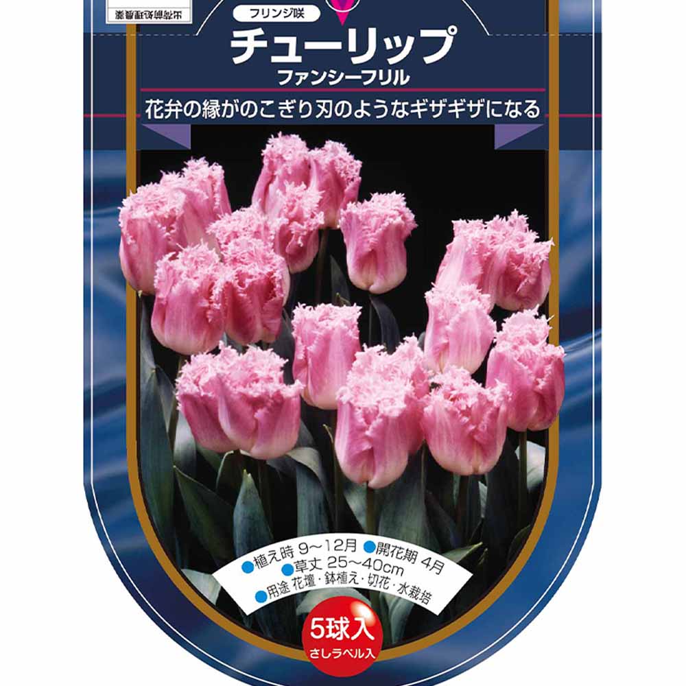 球根】ラブラドール 5球 チューリップ レア品種 ボルドー フリンジ咲き