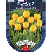 花球根 チューリップ フリンジ咲き クリスタルスター 【花球根 5球】|花球根|球根類