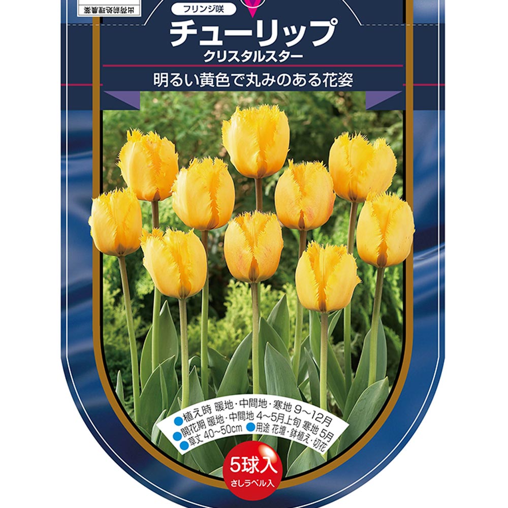 花球根 チューリップ フリンジ咲き クリスタルスター 【花球根 5球】