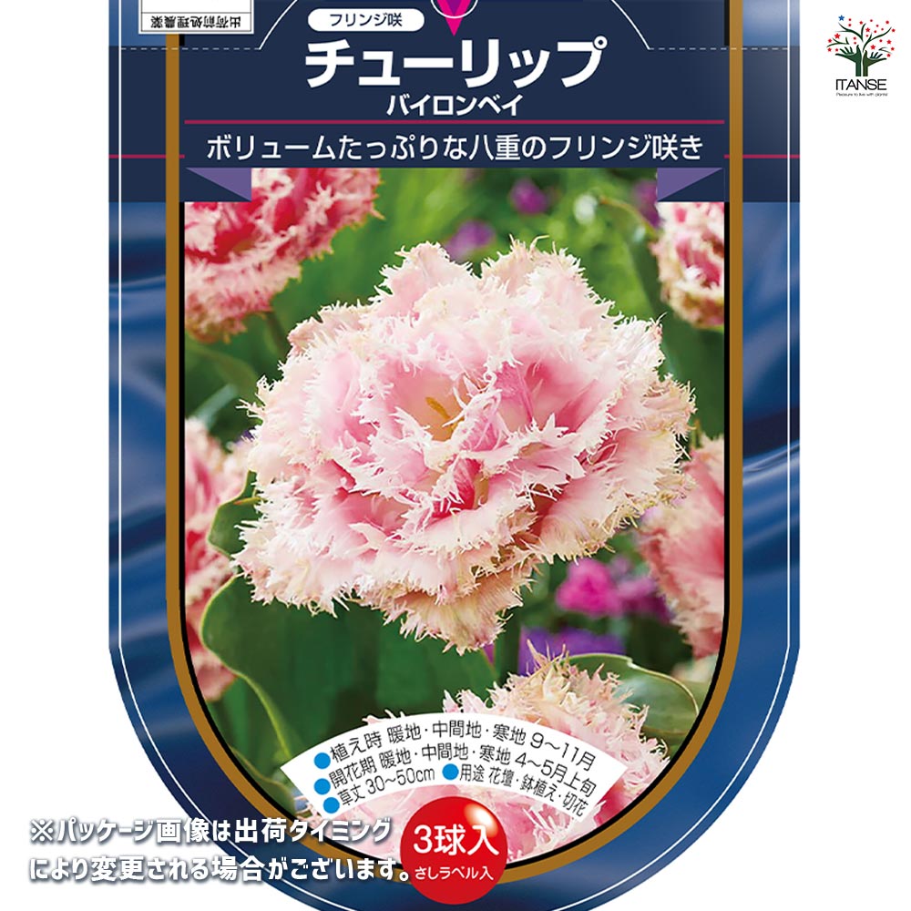 花球根 チューリップ フリンジ咲き バイロンベイ 【花球根 3球